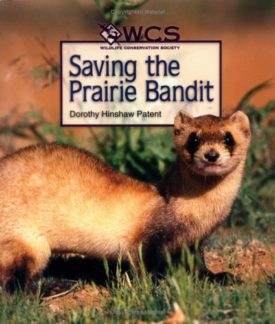 Saving the Prairie Bandit (Wildlife Conservation Society Books) (Hardcover)