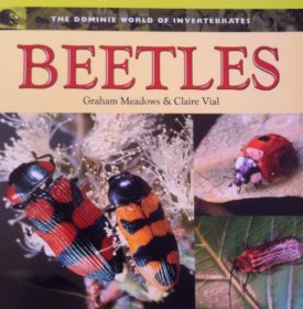 Beetles (Paperback)